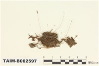 藏品(錦苔科)的圖片
